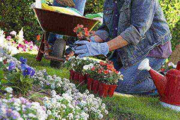 pansies perennial planting and care in the open field