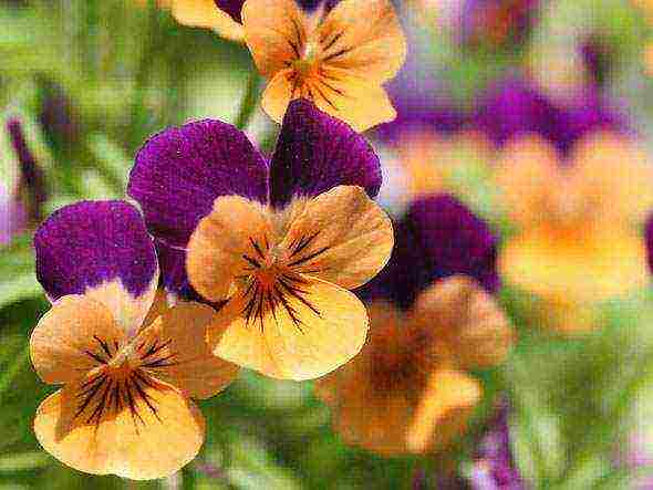 pansies การปลูกและดูแลไม้ยืนต้นในทุ่งโล่ง