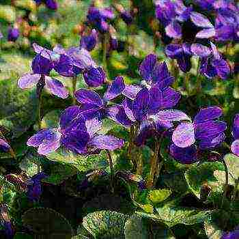 pansies perennial planting and care in the open field