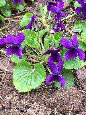 pansies perennial planting and care in the open field