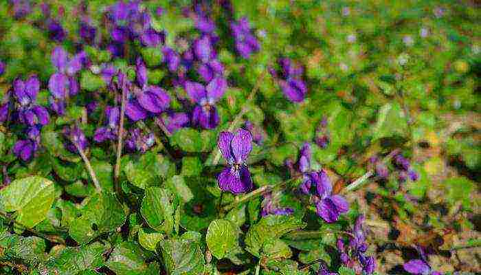 pansies perennial planting and care in the open field