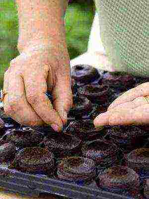 pansies perennial planting and care in the open field