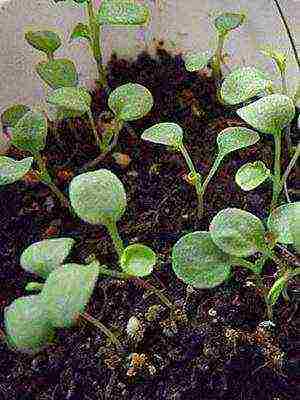 pansies perennial planting and care in the open field