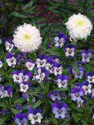 pansies perennial planting and care in the open field