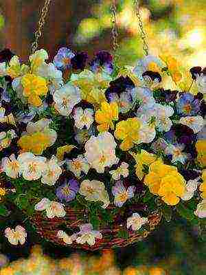 pansies perennial planting and care in the open field