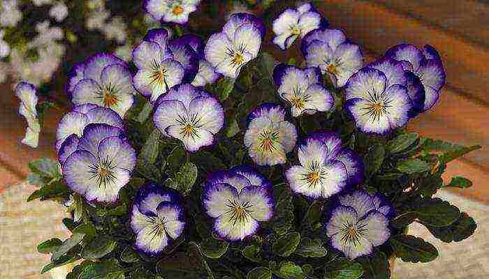 pansies perennial planting and care in the open field