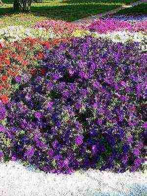 pansies perennial planting and care in the open field