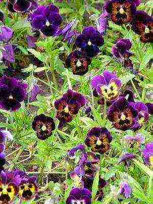 pansies perennial planting and care in the open field