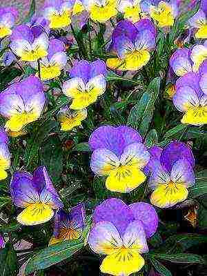 pansies perennial planting and care in the open field