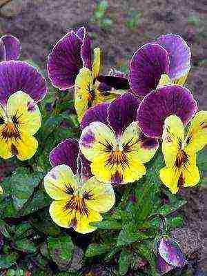 pansies การปลูกและดูแลไม้ยืนต้นในทุ่งโล่ง