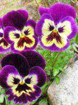 pansies perennial planting and care in the open field