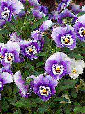 pansies perennial planting and care in the open field