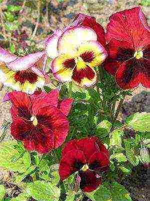 pansies perennial planting and care in the open field