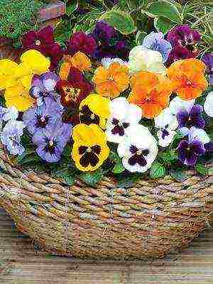 pansies perennial planting and care in the open field