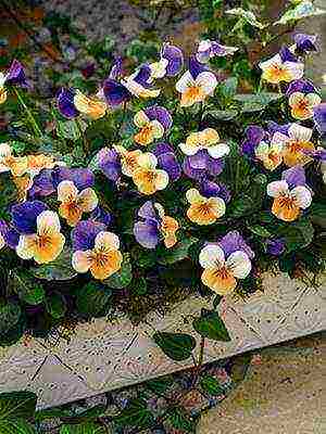 pansies การปลูกและดูแลไม้ยืนต้นในทุ่งโล่ง