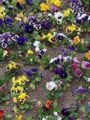 pansies perennial planting and care in the open field