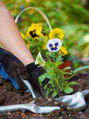 pansies perennial planting and care in the open field