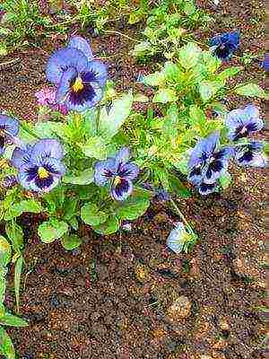 pansies perennial planting and care in the open field