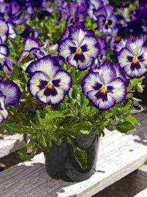 pansies perennial planting and care in the open field