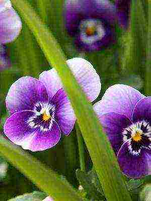 pansies perennial planting and care in the open field