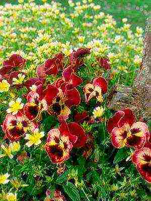 pansies perennial planting and care in the open field