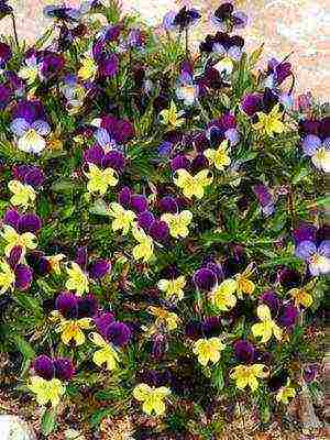 pansies perennial planting and care in the open field