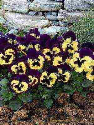 pansies การปลูกและดูแลไม้ยืนต้นในทุ่งโล่ง