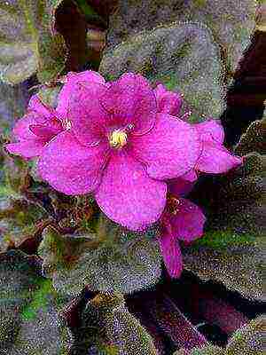 pansies perennial planting and care in the open field