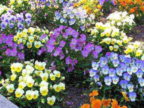 pansies perennial planting and care in the open field