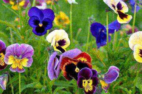 pansies การปลูกและดูแลไม้ยืนต้นในทุ่งโล่ง