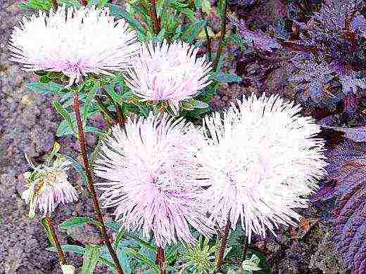 aster the best cut varieties