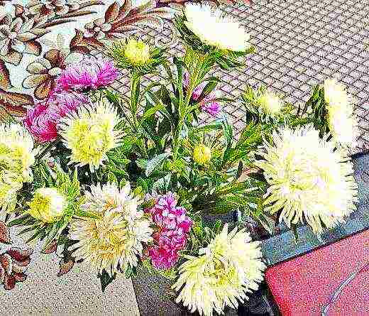 aster the best cut varieties