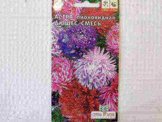 aster the best cut varieties