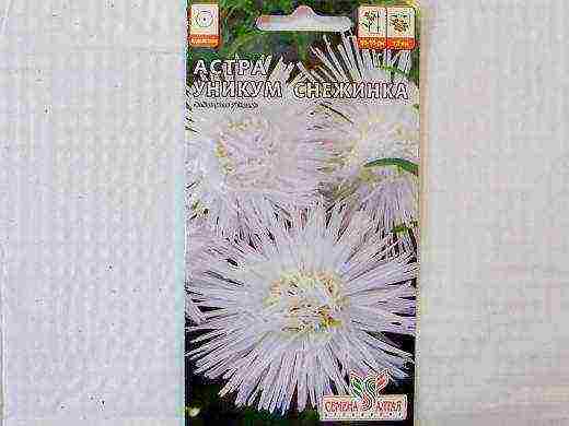 aster the best cut varieties