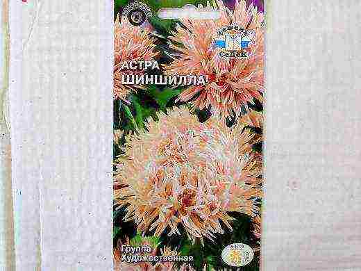 aster the best cut varieties