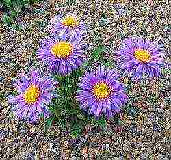 aster perennial mix planting and care in the open field