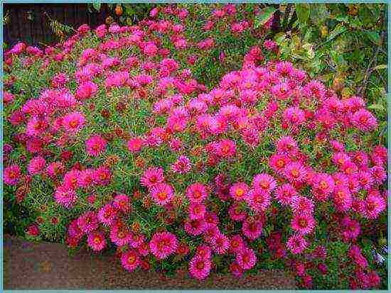 aster perennial mix na pagtatanim at pangangalaga sa bukas na bukid