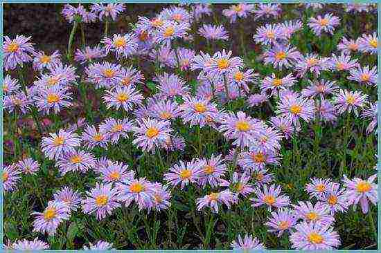 aster perennial mix planting and care in the open field