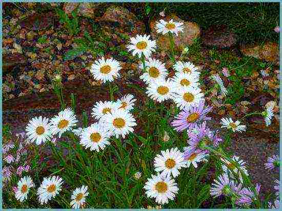 aster perennial mix planting and care in the open field