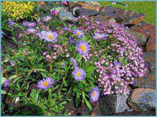 aster perennial mix planting and care in the open field