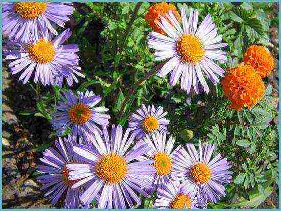 aster perennial mix planting and care in the open field