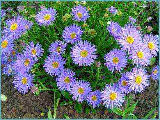 aster perennial mix planting and care in the open field