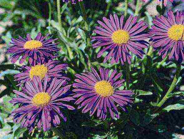 aster perennial mix planting and care in the open field