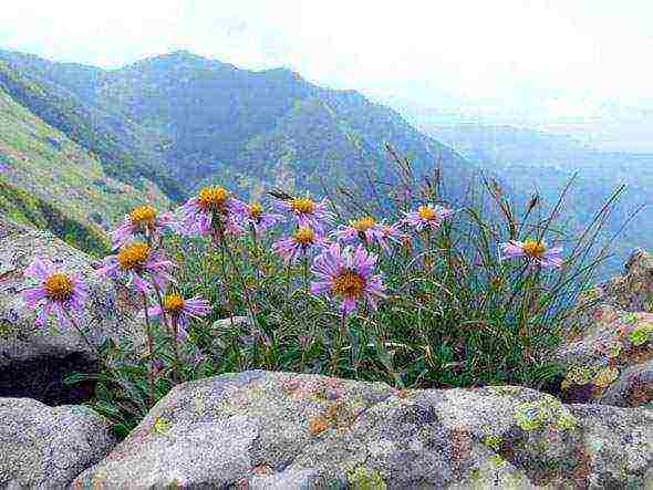 aster perennial mix na pagtatanim at pangangalaga sa bukas na bukid