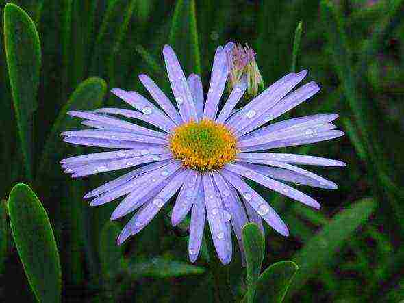 aster perennial mix planting and care in the open field