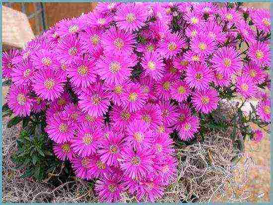 aster perennial mix na pagtatanim at pangangalaga sa bukas na bukid