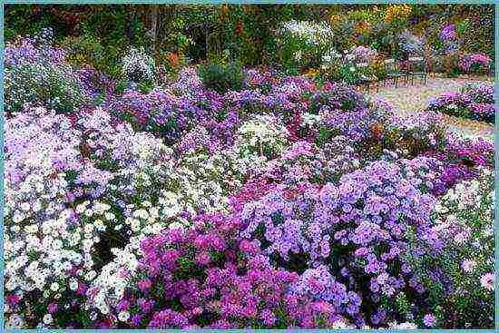 aster perennial mix planting and care in the open field
