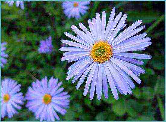 aster perennial mix planting and care in the open field