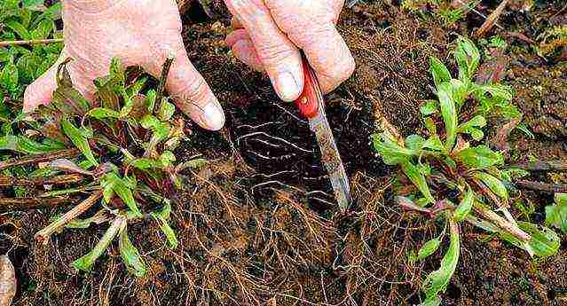 aster perennial mix planting and care in the open field