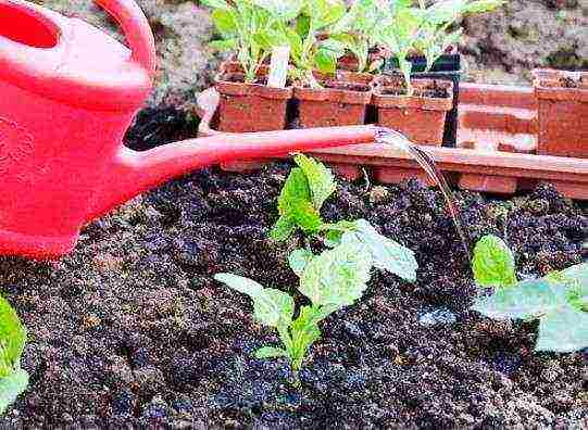 aster perennial mix planting and care in the open field